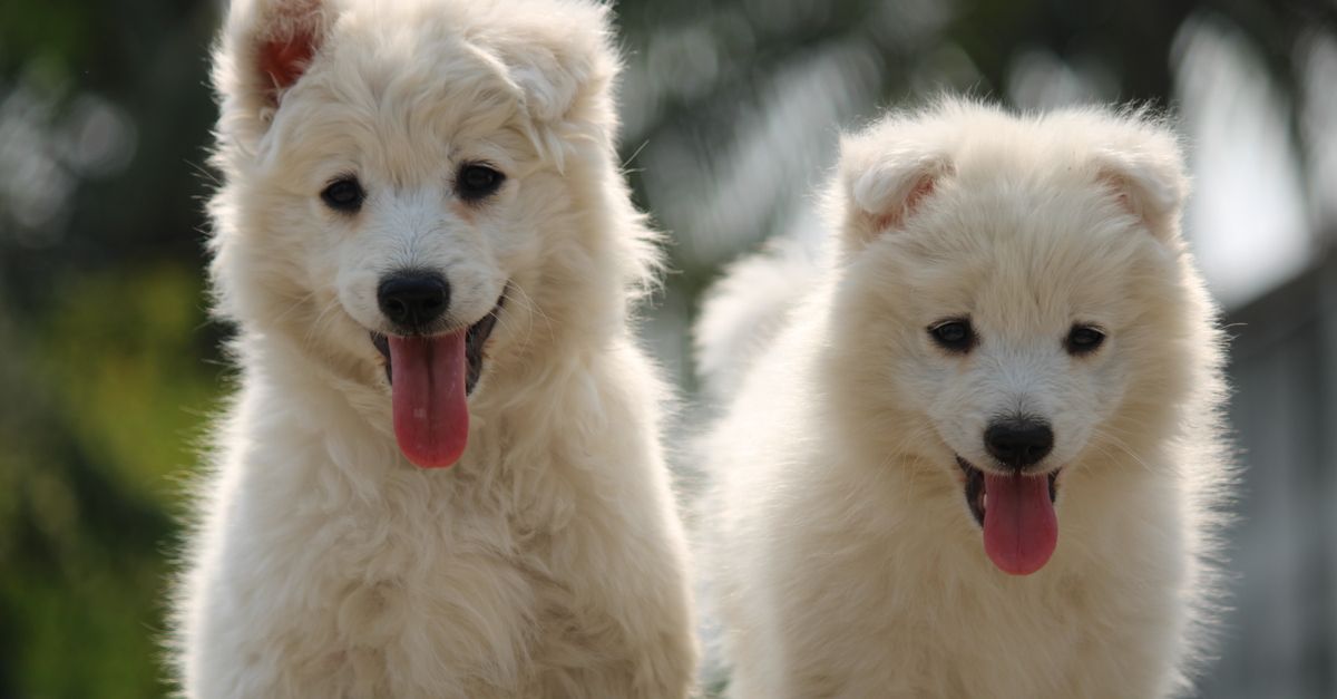 découvrez les principales races de chiens blancs, leurs caractéristiques, leur tempérament et les conseils pour bien choisir votre compagnon.