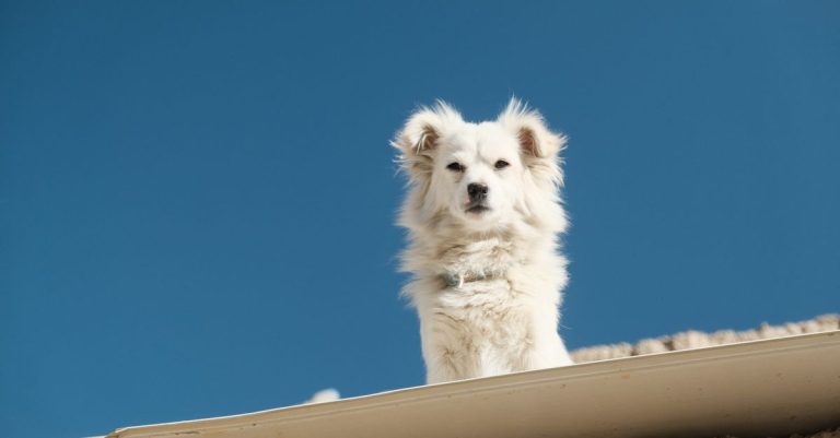 découvrez les plus belles races de chiens blancs, leurs caractéristiques, leur tempérament et les conseils pour choisir le compagnon idéal.