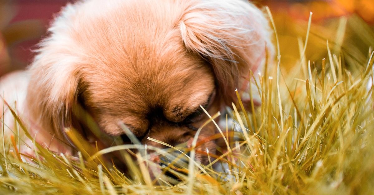 Chien qui renifle l’herbe