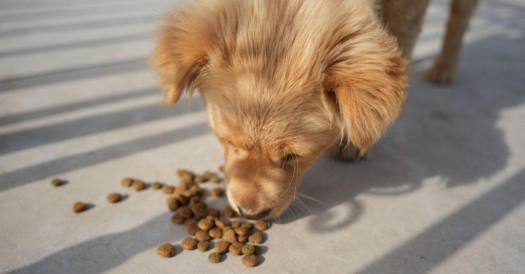 Chien qui mange des croquettes posées sur le sol