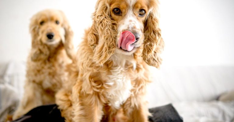 pourquoi votre chien vous lèche-t-il ? découvrez les raisons de ce comportement, entre affection, communication et habitudes, et apprenez quand vous en inquiéter.