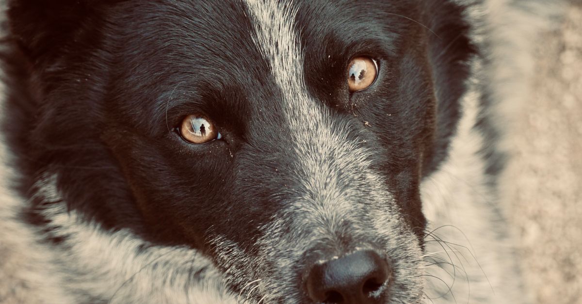 découvrez pourquoi votre chien vous fixe : affection, demande d’attention, faim ou envie de sortir. apprenez à comprendre ce que son regard exprime.