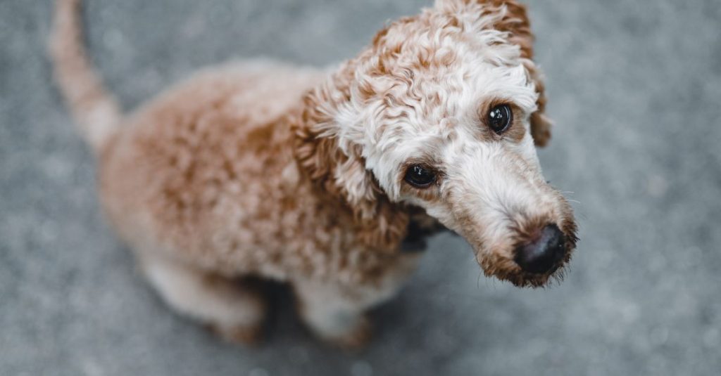 pourquoi votre chien vous fixe-t-il ? découvrez ce que son regard peut révéler sur ses besoins, ses émotions et le lien qui vous unit.