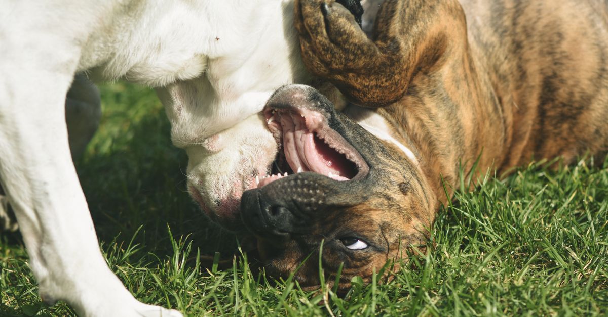pourquoi les chiens mangent-ils de l’herbe ? découvrez les causes possibles, les idées reçues et les signes qui doivent vous inciter à consulter un vétérinaire.