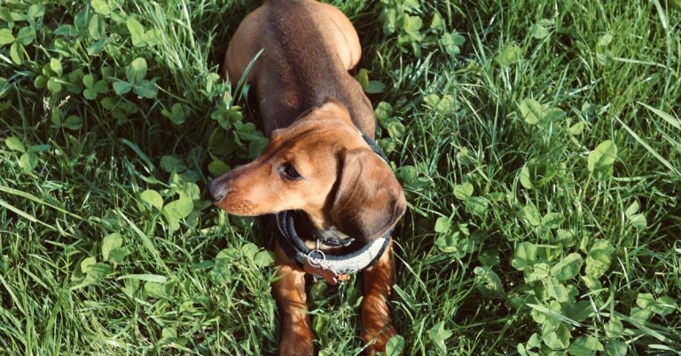 pourquoi les chiens mangent-ils de l’herbe ? découvrez les raisons possibles de ce comportement et quand il faut s’en inquiéter.
