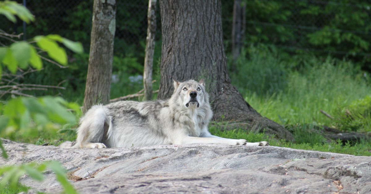 découvrez le wolfdog, un chien fascinant issu du croisement entre un chien et un loup : origine, caractéristiques, comportement et besoins.