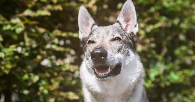 découvrez le wolfdog, un chien fascinant issu du croisement entre le loup et le chien : caractéristiques, comportement, besoins et conseils pour bien le comprendre.