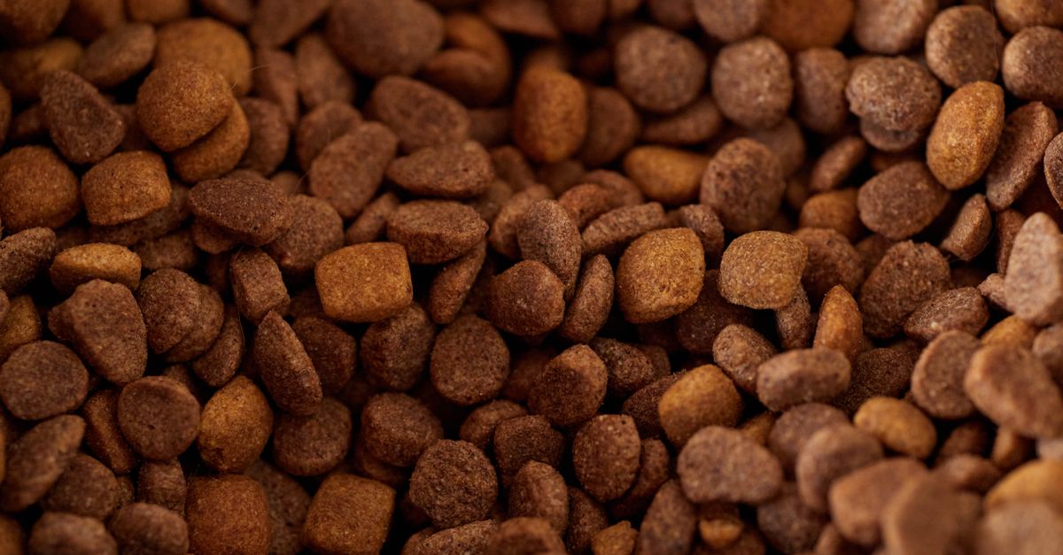 Bosch vs Orijen efficacité des nourritures naturelles pour chien actif