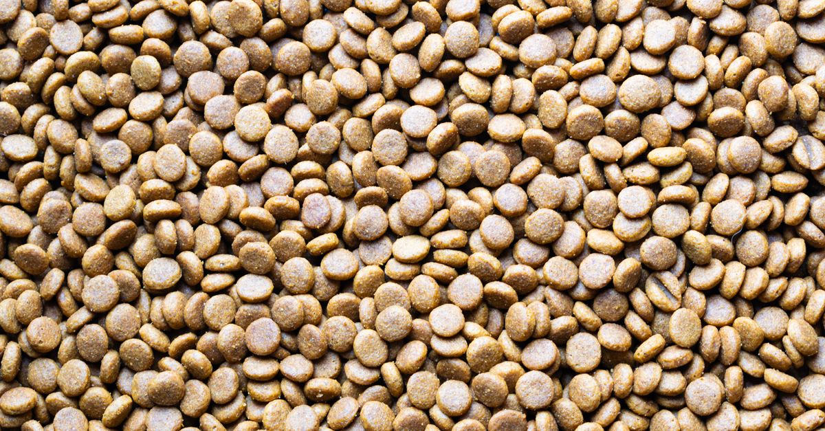 Canagan vs Orijen croquettes sans céréales pour chien allergies et avantages