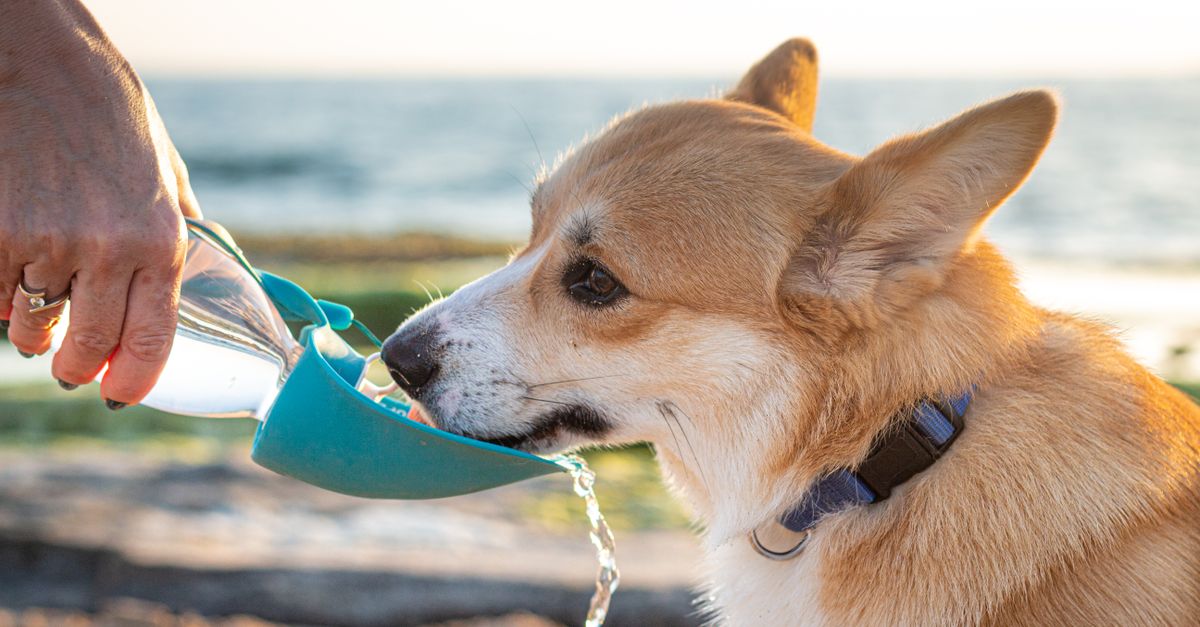 Fressnapf vs Ferplast comparaison des gamelles innovantes pour chien