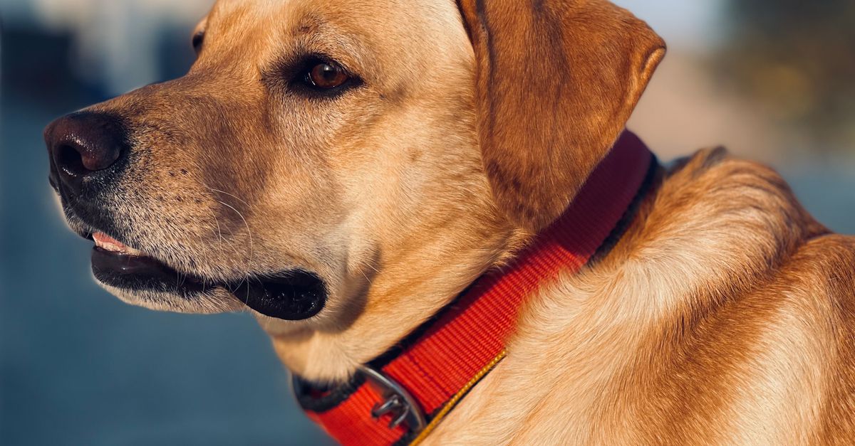 Fressnapf vs Zooplus où acheter accessoires pour chien au meilleur prix