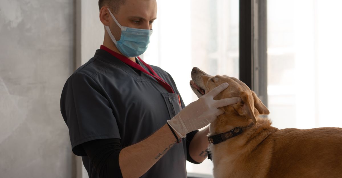 Hills vs Eukanuba quel est le meilleur pour la santé canine