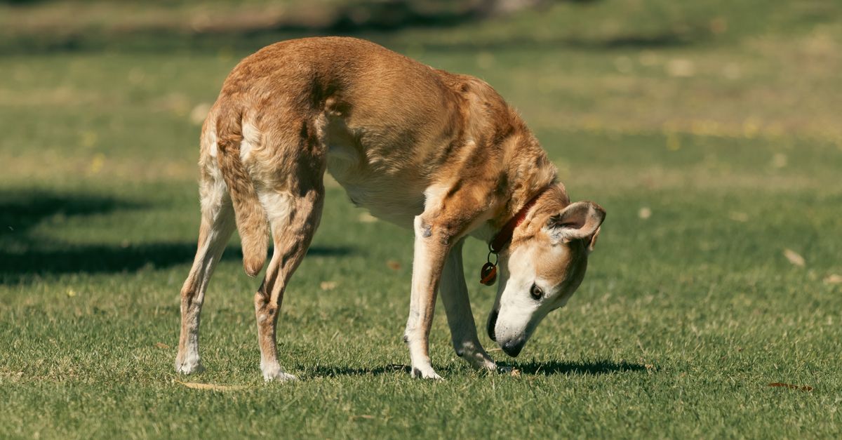 Hill's Science Plan vs Royal Canin plan nutritionnel adapté au chien âgé