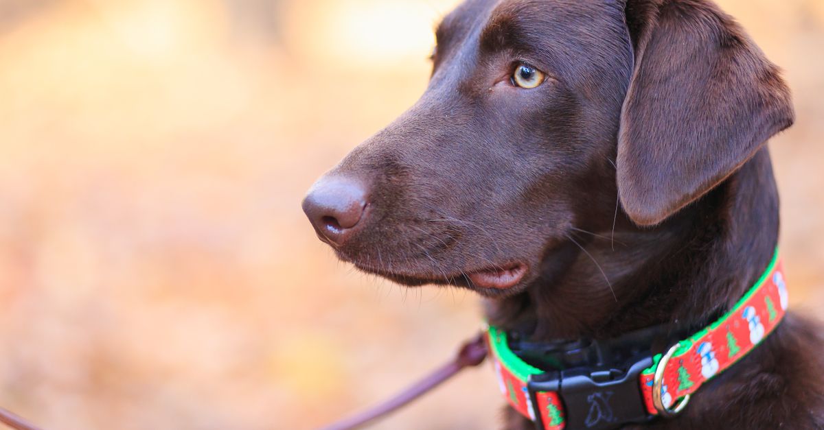 Hunter vs Flexi quel laisse pour chien correspond à vos besoins