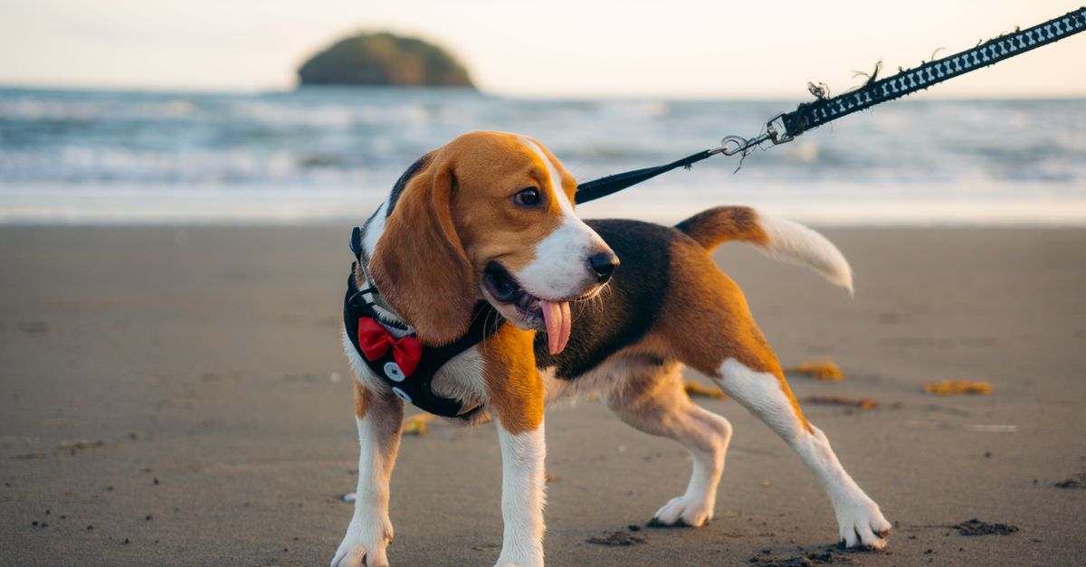 Hunter vs Ferribiella comparatif des accessoires de promenade pour chien