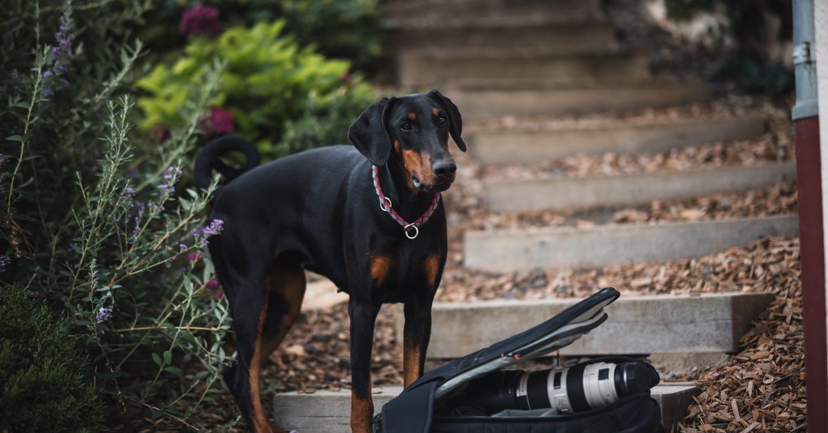 Karlie vs Ferplast quel équipement pour chien privilégier en 2026