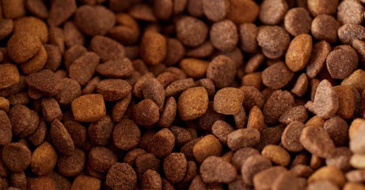 Purina vs Bosch quel est le meilleur choix en croquettes pour chien adulte