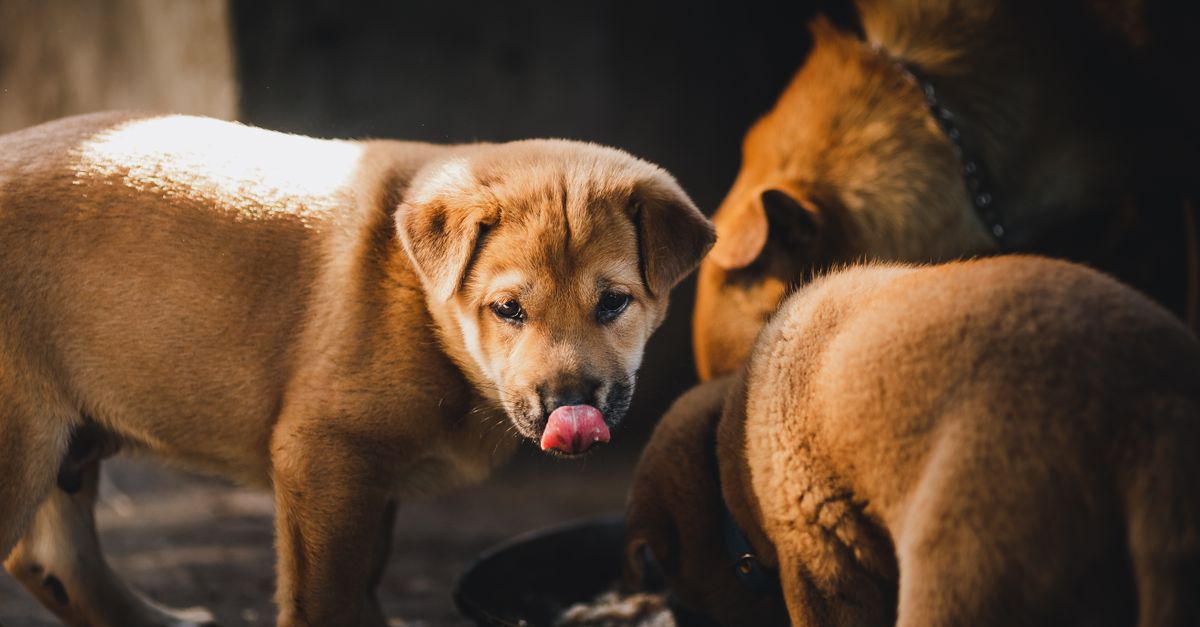 Royal Canin vs Pedigree quelles croquettes pour chien choisir en 2026