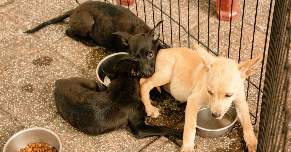 Royal Canin vs Biofood alimentation bio pour chiens : quelle marque préférer