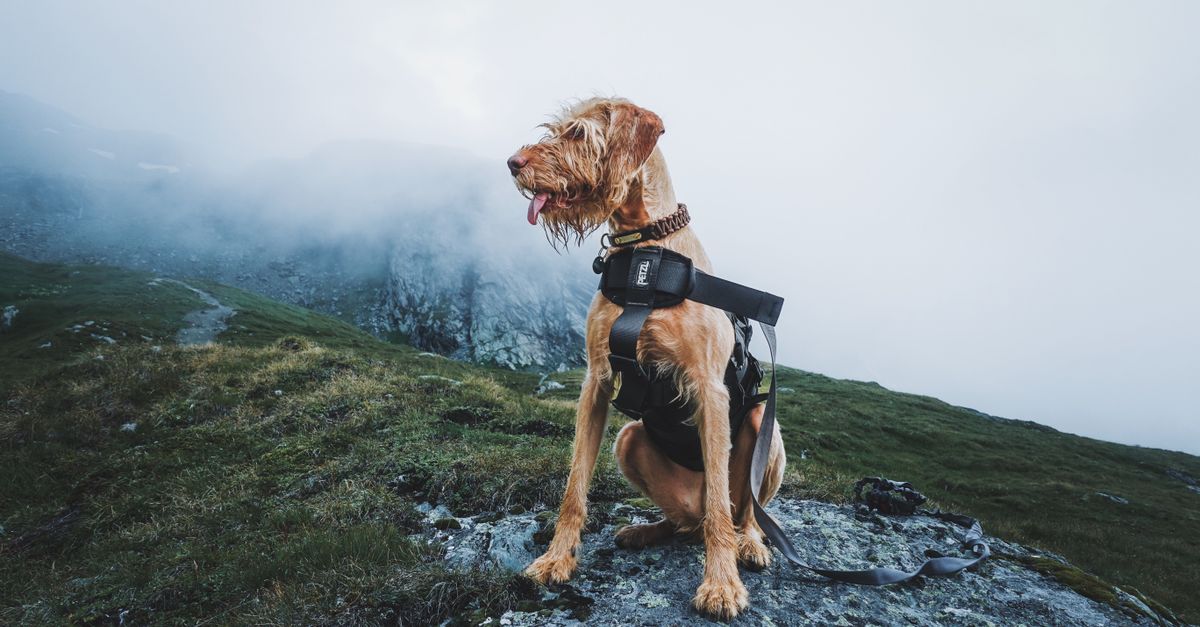 Ruffwear vs Hurtta compare les harnais de randonnée pour chien en 2026