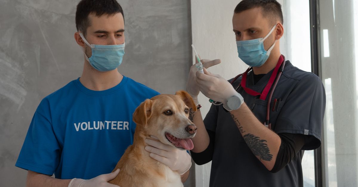 Zoetis vs Merial quels vaccins pour chien choisir en 2026
