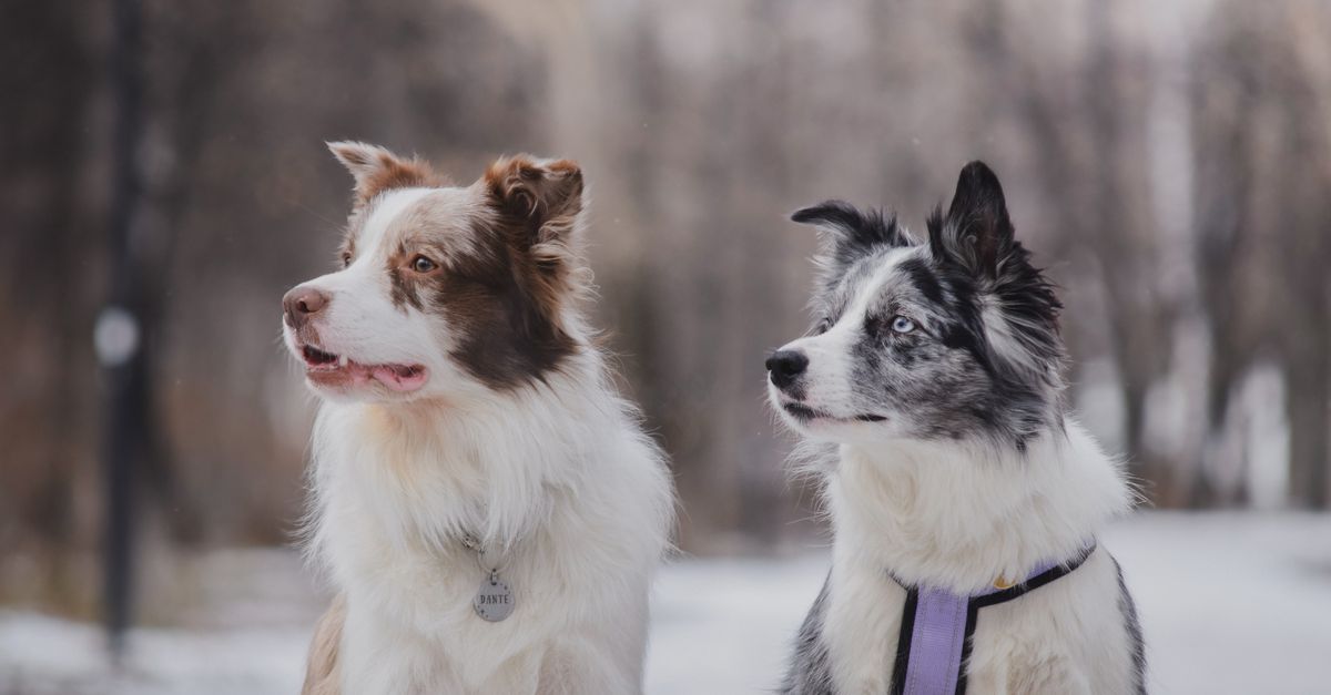 Zooplus vs Amazon les offres accessoires pour chien les plus attractives
