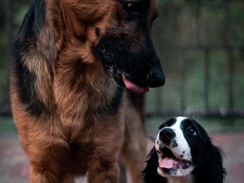 Berger Allemand et Springer Spaniel
