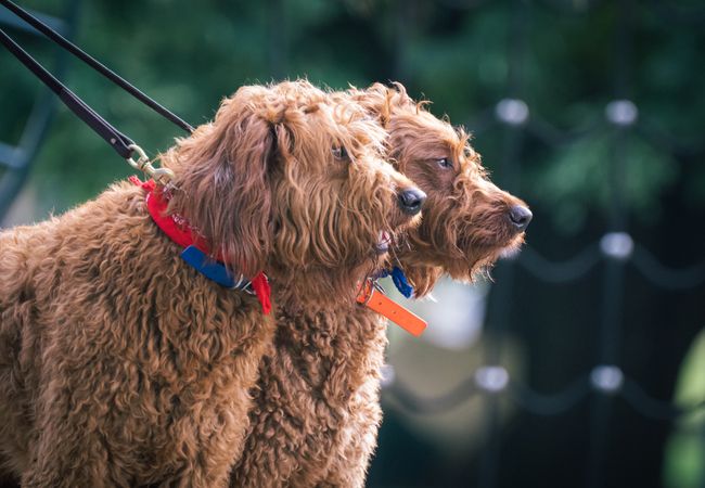 Chiens de différents groupes FCI