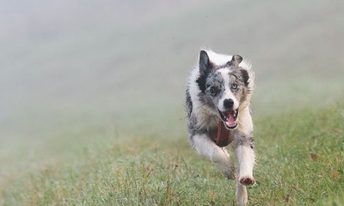 Dressage du chien