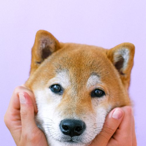 Chien adorable qui attend votre réponse au quiz