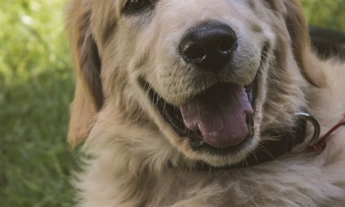 Alimentation du chien