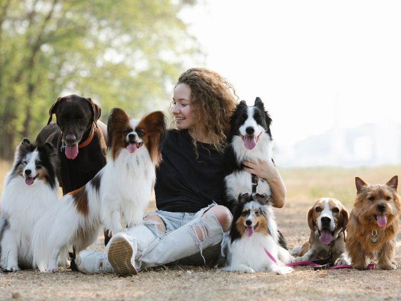 Femme avec plusieurs races de chiens