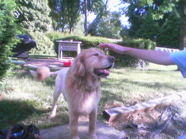 Golden Retriever — photo de la race de chien originaire de Royaume-Uni (5)