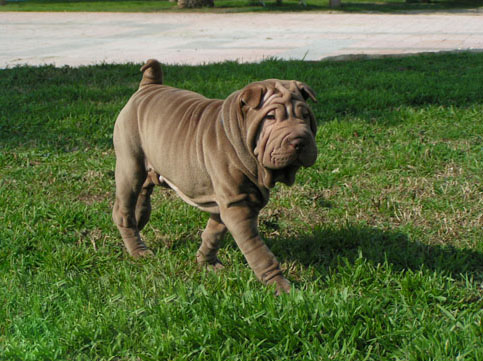 Shar Pei — photo de la race de chien originaire de République populaire de Chine (4)