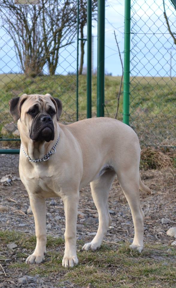 Bullmastiff — photo de la race de chien originaire de Royaume-Uni (3)