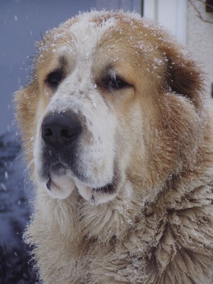 Berger d’Asie centrale — photo de la race de chien originaire de Asie centrale soviétique (6)