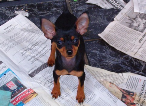 Pinscher nain — photo de la race de chien originaire de Allemagne (1)