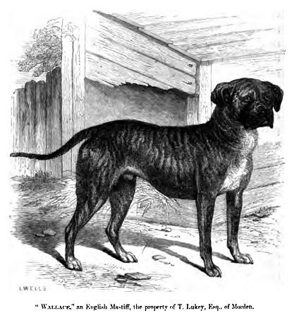 Mastiff — photo de la race de chien originaire de Angleterre (3)