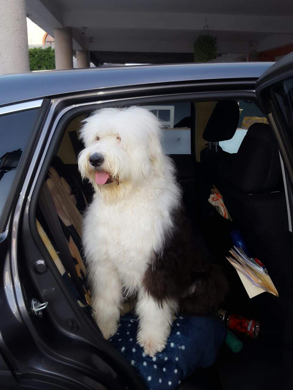 Bobtail — photo de la race de chien originaire de Angleterre (6)