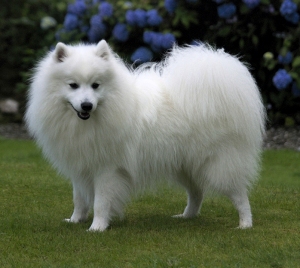 Spitz japonais