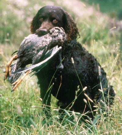 Chien d’eau américain — photo de la race de chien originaire de États-Unis (3)