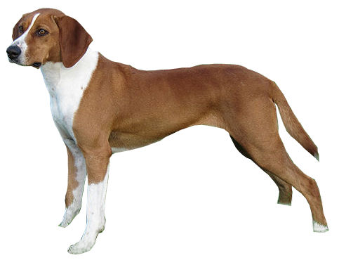 Chien courant de Hygen — photo de la race de chien originaire de Norvège (1)
