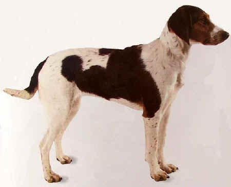 Chien courant de Halden — photo de la race de chien originaire de Norvège (4)