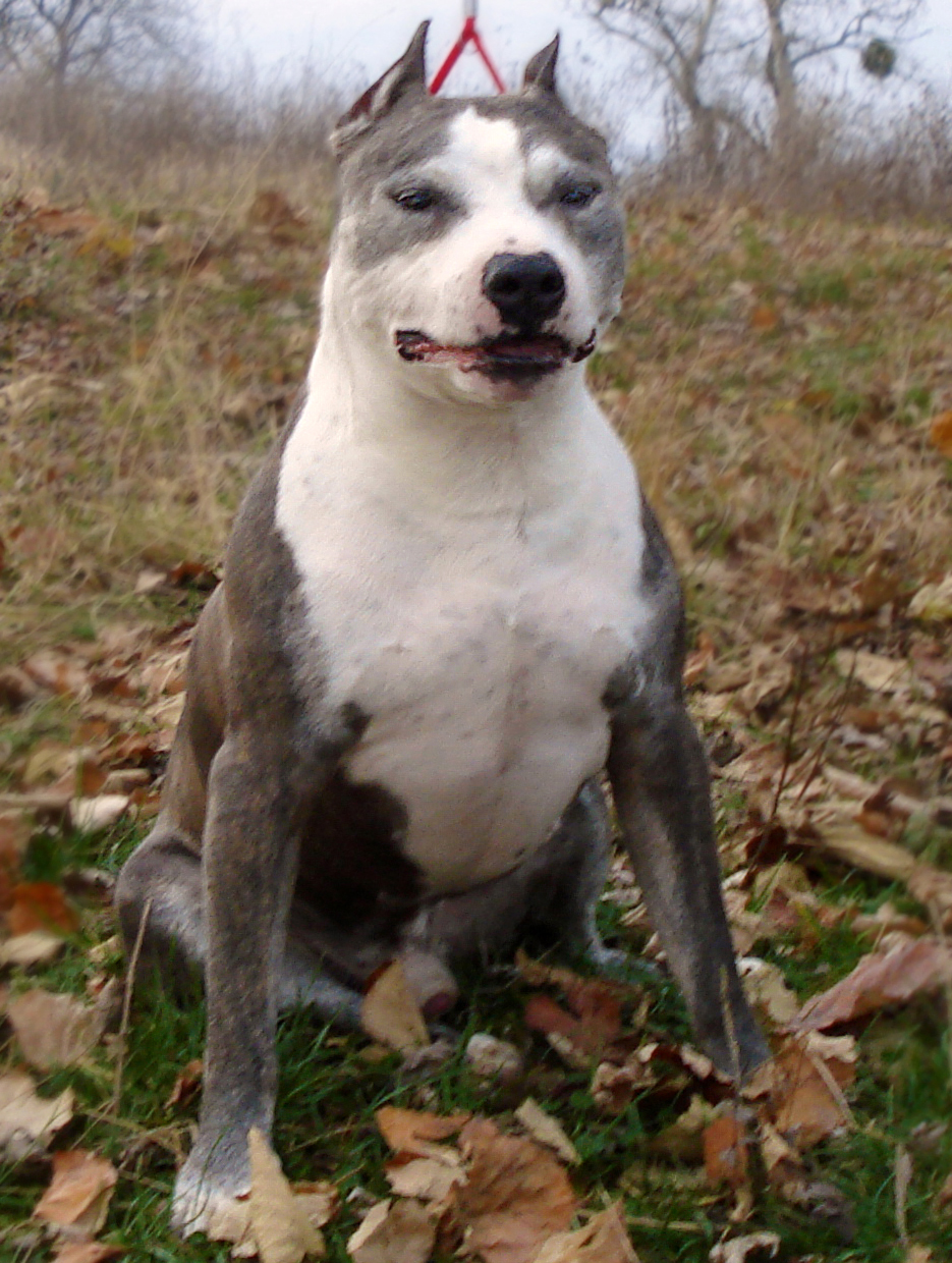 American staffordshire Terrier — photo de la race de chien originaire de États-Unis (4)