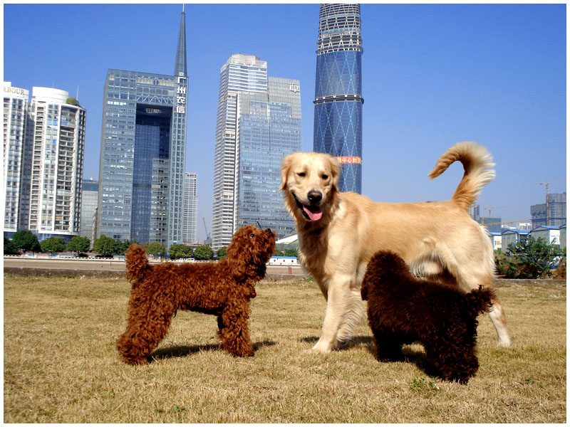 Caniche — photo de la race de chien originaire de France, Allemagne (5)