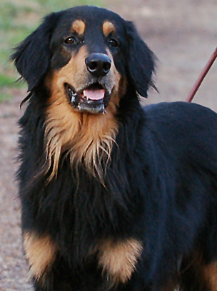 Hovawart — photo de la race de chien originaire de Allemagne (4)