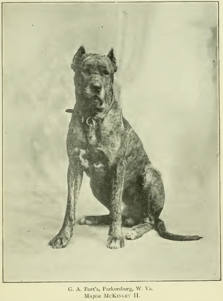 Dogue allemand — photo de la race de chien originaire de Allemagne (4)