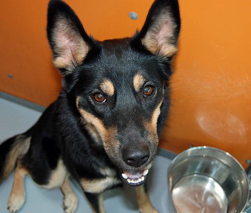 Kelpie australien — photo de la race de chien originaire de Australie (4)