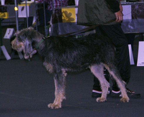 Griffon nivernais — photo de la race de chien originaire de France (3)