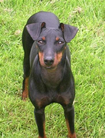 Manchester terrier — photo de la race de chien originaire de Angleterre (6)